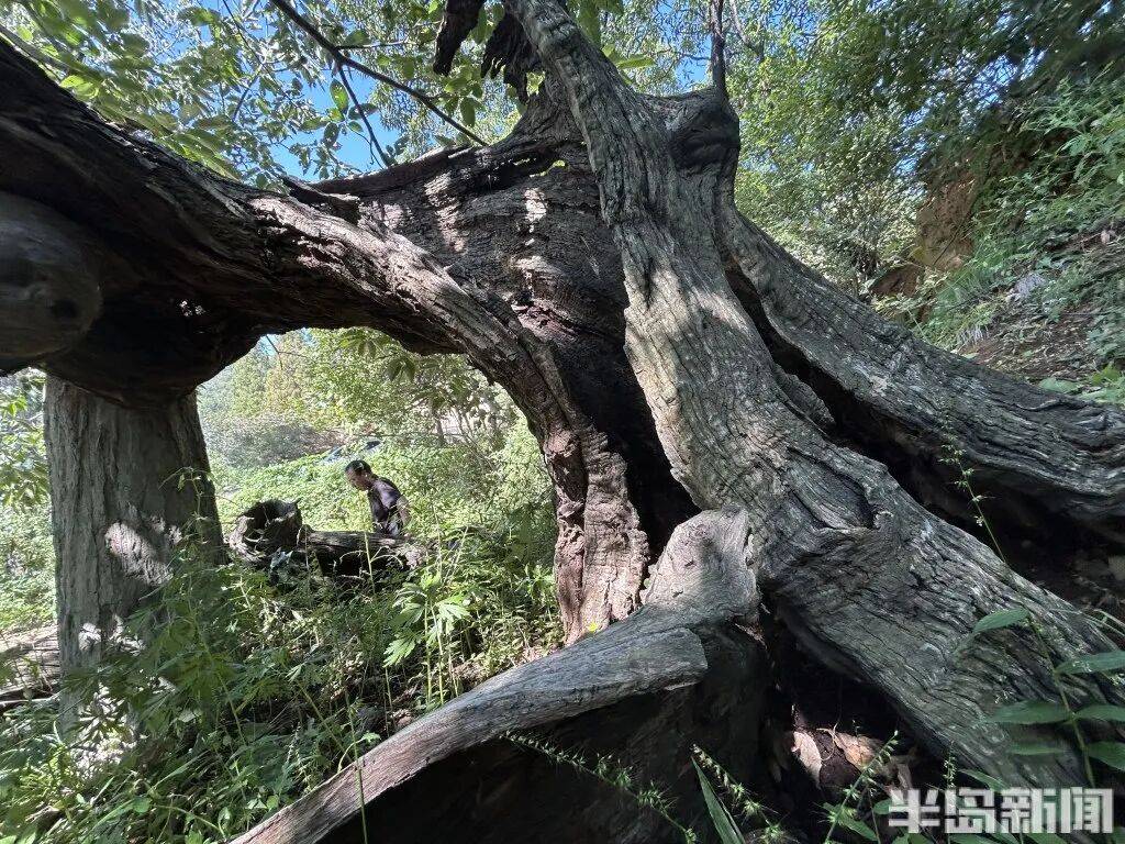 1014岁！青岛这棵“千年树王”<strong></p>
<p>良品铺子股票</strong>，主干碳化严重，镂空处能站两人！每年仍可结果数十斤→