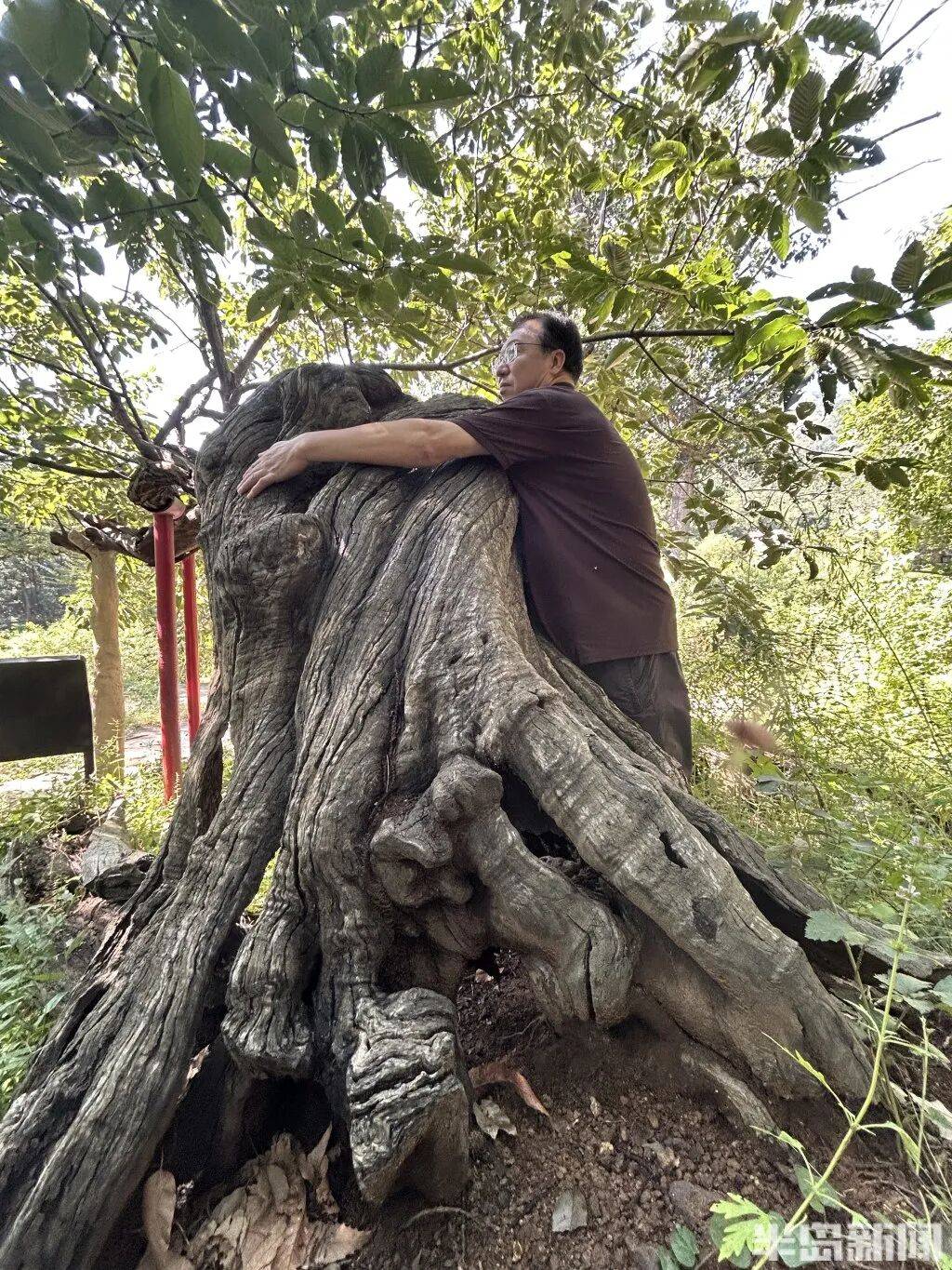 1014岁！青岛这棵“千年树王”<strong></p>
<p>良品铺子股票</strong>，主干碳化严重，镂空处能站两人！每年仍可结果数十斤→