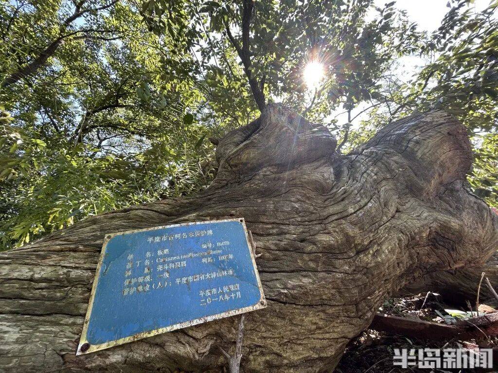 1014岁！青岛这棵“千年树王”<strong></p>
<p>良品铺子股票</strong>，主干碳化严重，镂空处能站两人！每年仍可结果数十斤→