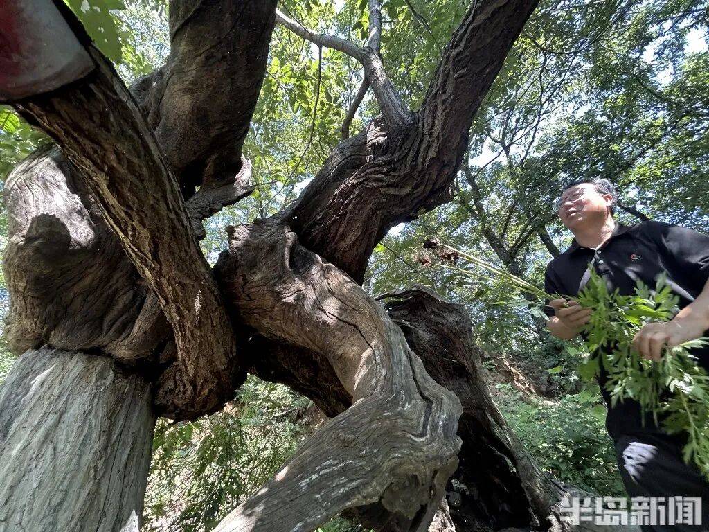 1014岁！青岛这棵“千年树王”<strong></p>
<p>良品铺子股票</strong>，主干碳化严重，镂空处能站两人！每年仍可结果数十斤→