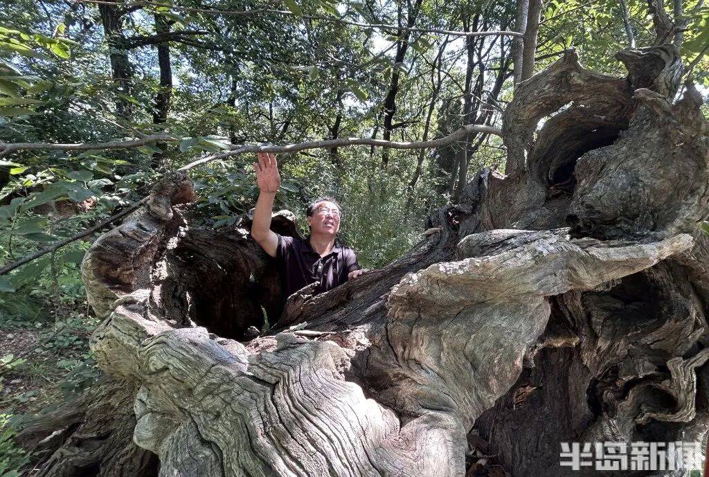 1014岁！青岛这棵“千年树王”<strong></p>
<p>良品铺子股票</strong>，主干碳化严重，镂空处能站两人！每年仍可结果数十斤→