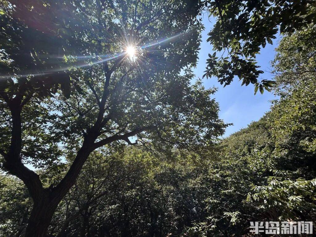 1014岁！青岛这棵“千年树王”<strong></p>
<p>良品铺子股票</strong>，主干碳化严重，镂空处能站两人！每年仍可结果数十斤→