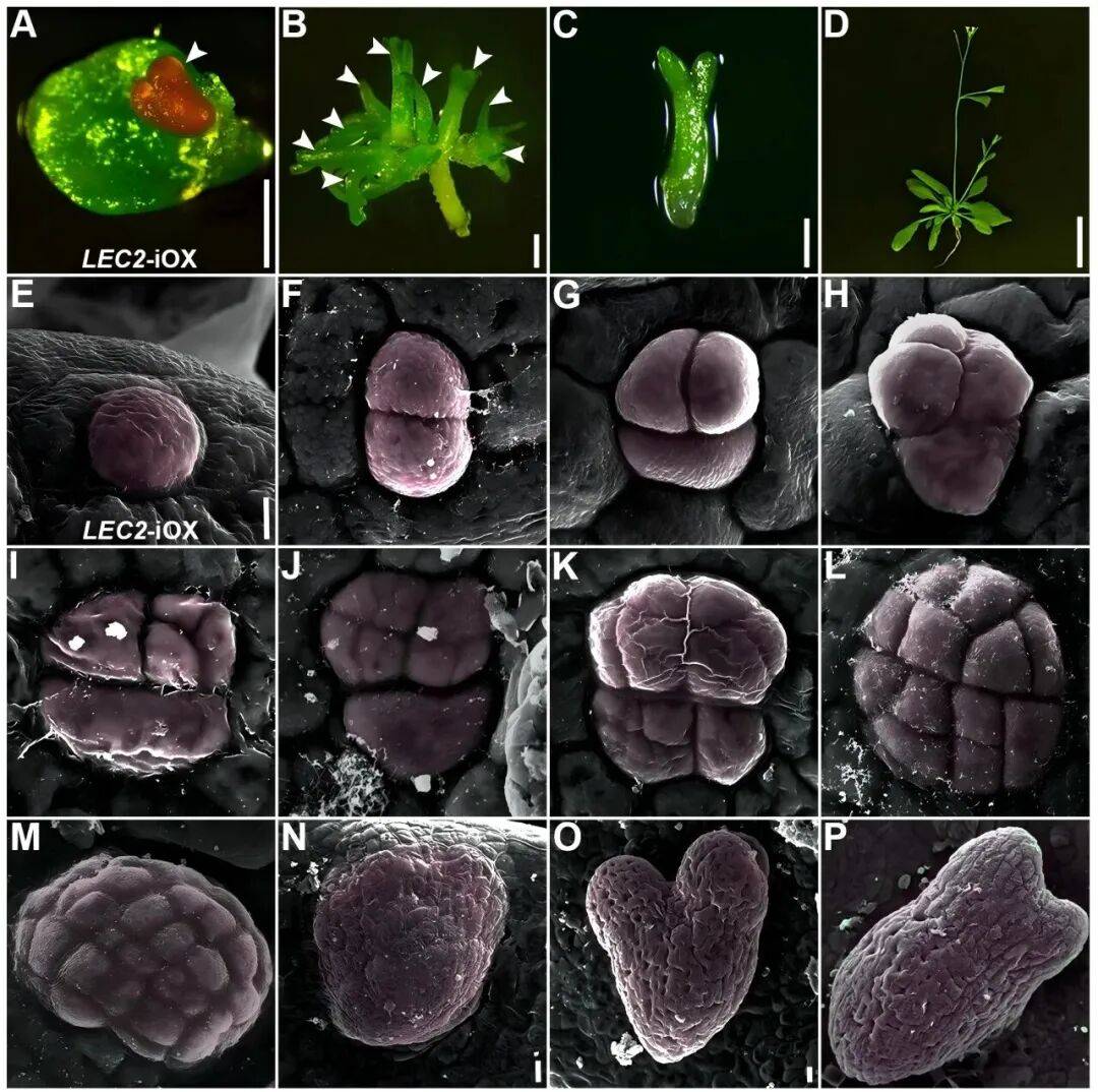 重磅<strong></p>
<p>蓝色光标股票</strong>!山东农大科研团队破解一科学界百年未解之谜