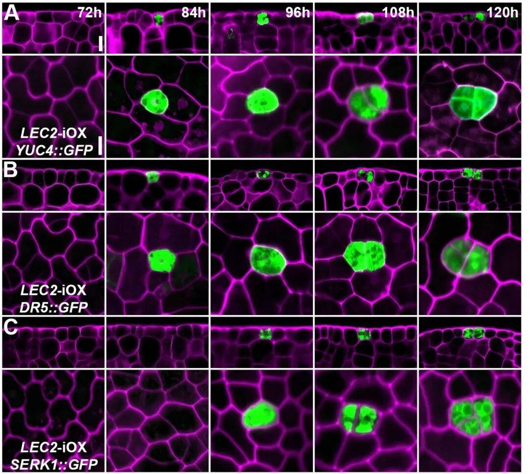 重磅<strong></p>
<p>蓝色光标股票</strong>!山东农大科研团队破解一科学界百年未解之谜