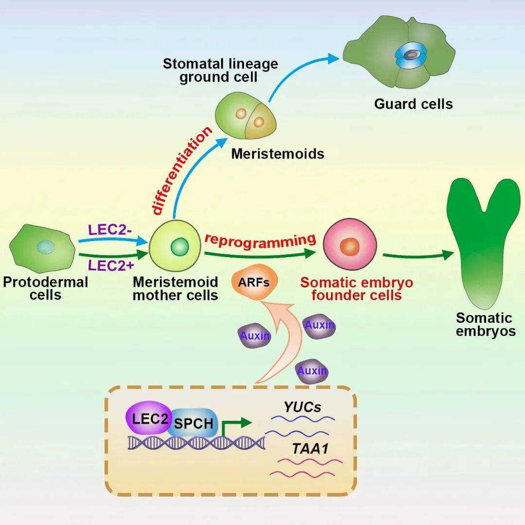 重磅<strong></p>
<p>蓝色光标股票</strong>!山东农大科研团队破解一科学界百年未解之谜