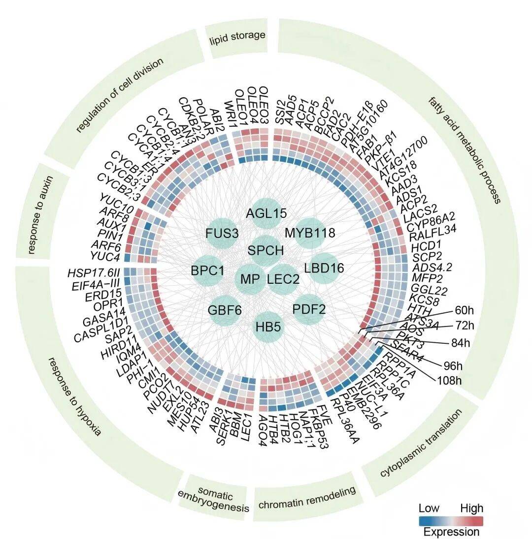 重磅<strong></p>
<p>蓝色光标股票</strong>!山东农大科研团队破解一科学界百年未解之谜