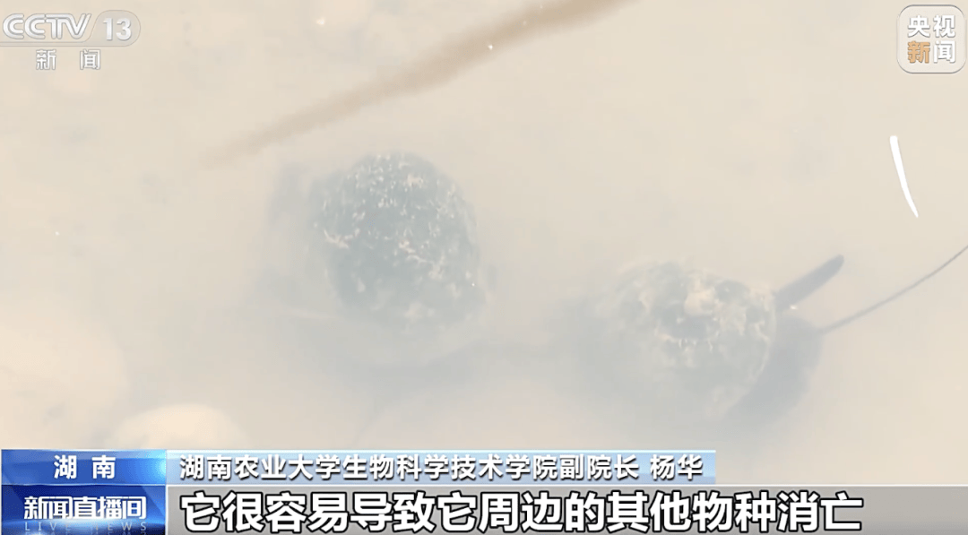 掀开衣服<strong></p>
<p>黄河旋风股票</strong>，密密麻麻！200多只活虫惊现深圳机场……