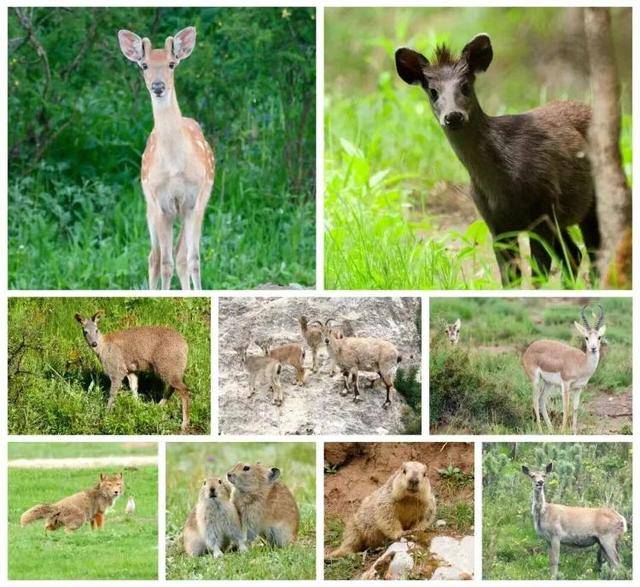 “感谢大家支持我大闹天宫……”蔡国强烟花秀现场感言视频披露<strong></p>
<p>黄河旋风股票</strong>，又遭质疑！