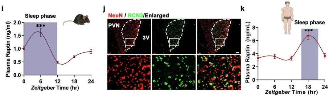 多睡1小时<strong></p>
<p>中信海直股票</strong>,两周瘦1斤?不知道的亏大了