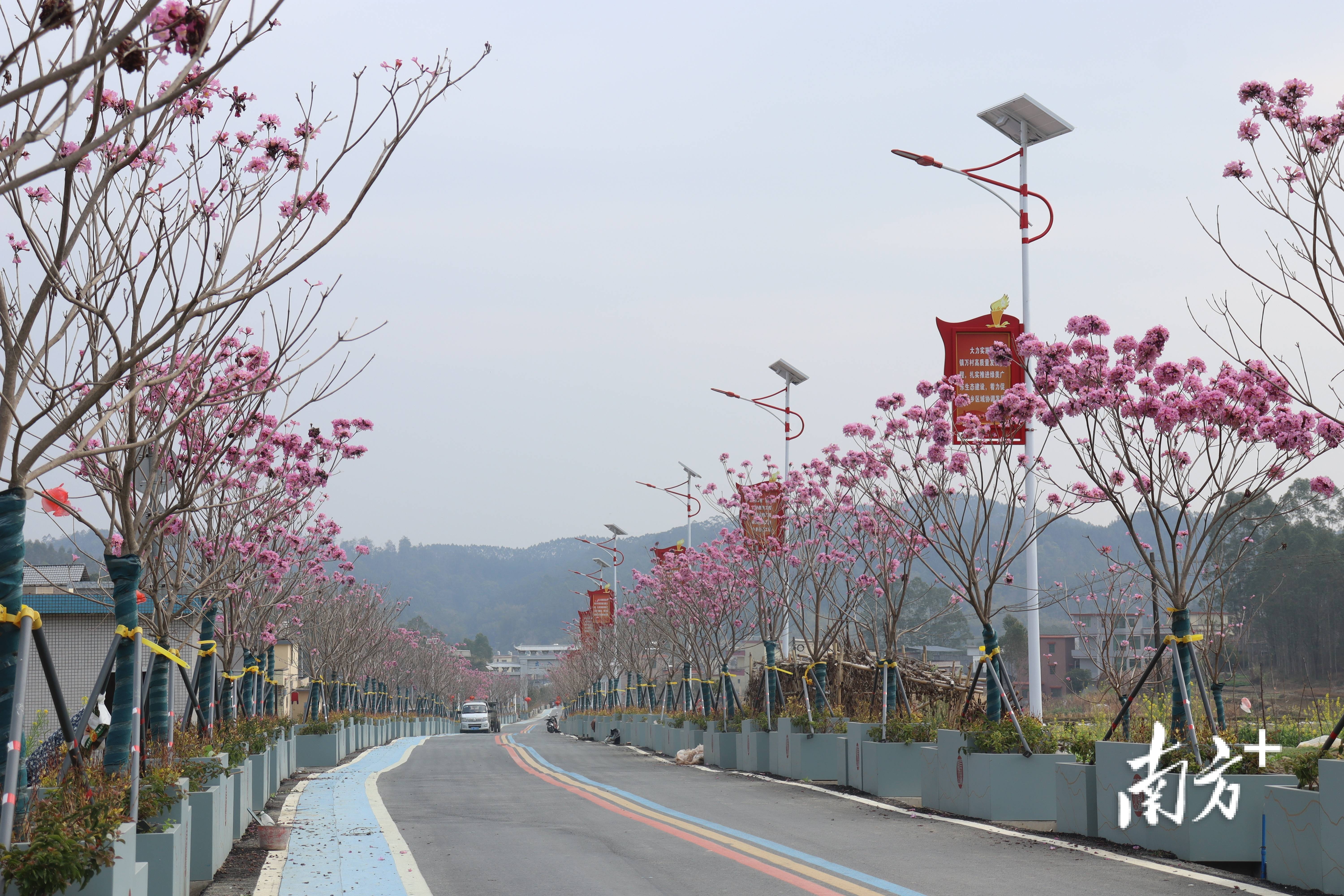 “外来媳妇”谭焕贞五年深耕<strong></p>
<p>中信海直股票</strong>，佛冈高岗宝山村换新貌