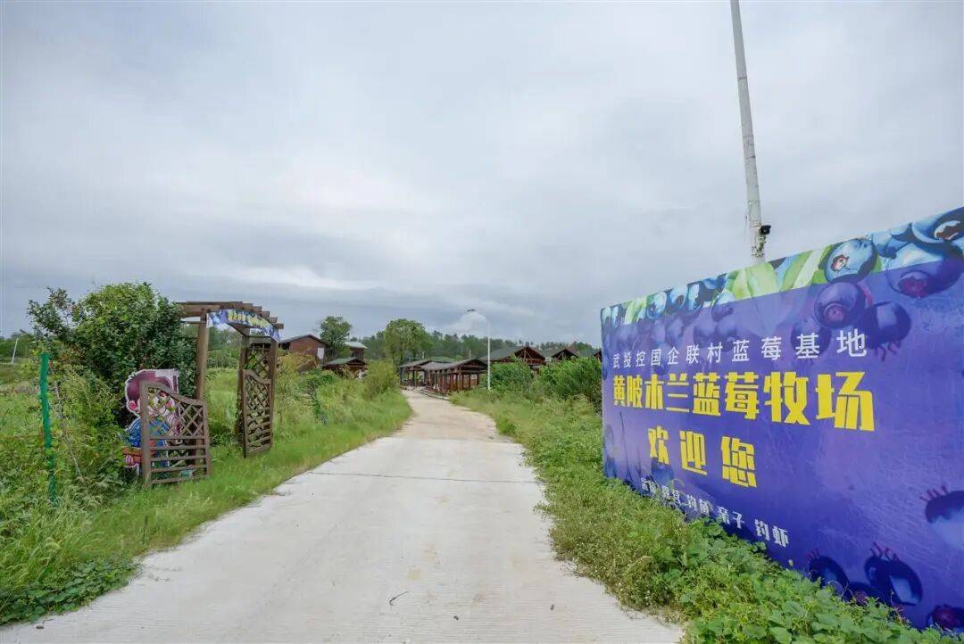 国企联村·强村富民｜一颗蓝莓激活乡村振兴<strong></p>
<p>中信海直股票</strong>，书写荒坡变宝地新篇