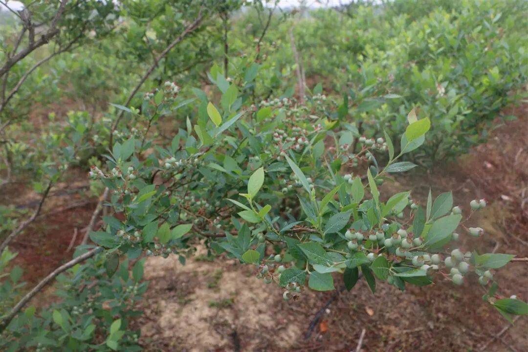 国企联村·强村富民｜一颗蓝莓激活乡村振兴<strong></p>
<p>中信海直股票</strong>，书写荒坡变宝地新篇