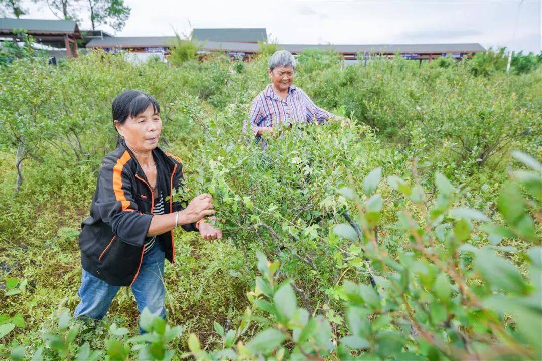 国企联村·强村富民｜一颗蓝莓激活乡村振兴<strong></p>
<p>中信海直股票</strong>，书写荒坡变宝地新篇