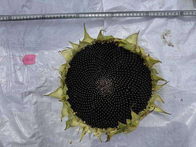 紫色向日葵、多彩胡萝卜、双色火龙果亮相青岛<strong></p>
<p>中信海直股票</strong>，种子盛会变身“未来食物实验室”