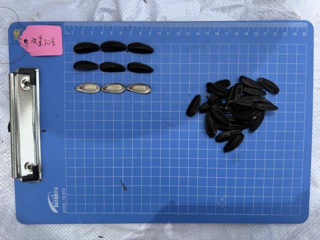 紫色向日葵、多彩胡萝卜、双色火龙果亮相青岛<strong></p>
<p>中信海直股票</strong>，种子盛会变身“未来食物实验室”