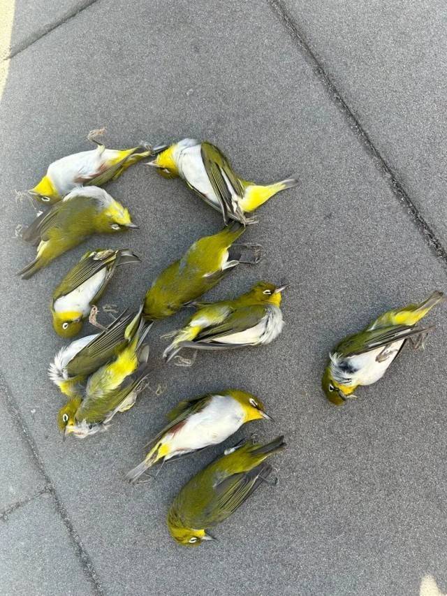 北京一座大厦楼下躺了14只鸟<strong></p>
<p>北京银行股票</strong>，12只已死亡！元凶竟是玻璃