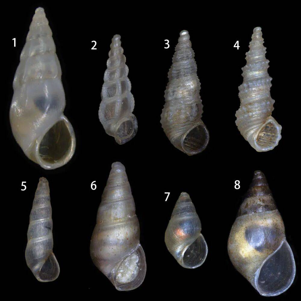 云南抚仙湖发现淡水螺1新属8新种<strong></p>
<p>万科a股票</strong>!