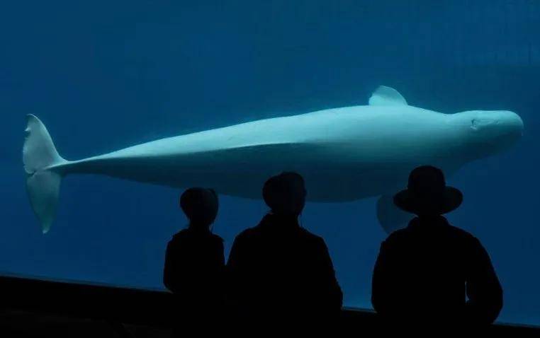 宁愿全部安乐死<strong></p>
<p>中油资本股票</strong>，也不给中国？加拿大养不起30头白鲸，中国愿接手，然而...