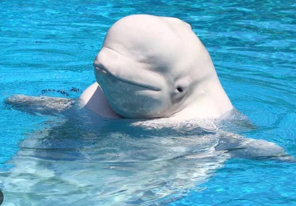 宁愿全部安乐死<strong></p>
<p>中油资本股票</strong>，也不给中国？加拿大养不起30头白鲸，中国愿接手，然而...