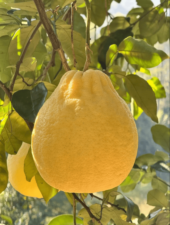 没有什么能阻挡!今天<strong></p>
<p>中油资本股票</strong>,广西人就是要回家!