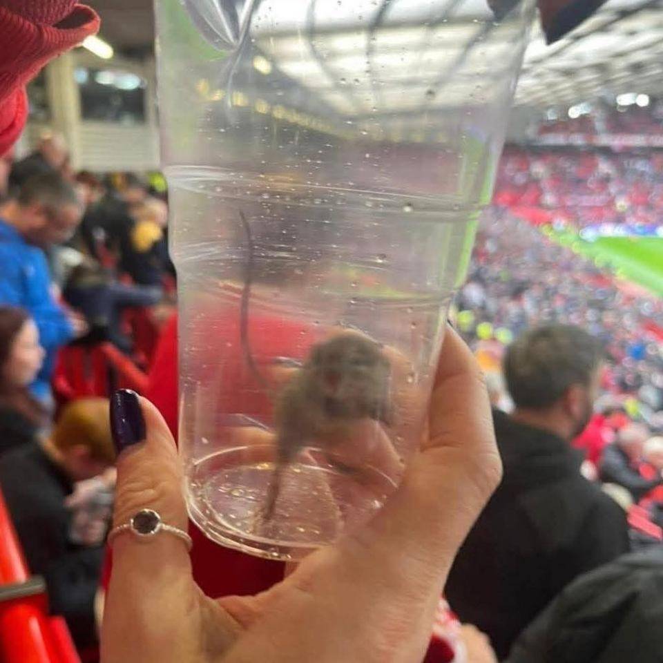 不愧是黑猫<strong></p>
<p>法拉第未来股票</strong>！桑德兰女球迷在曼联主场抓到一只活老鼠