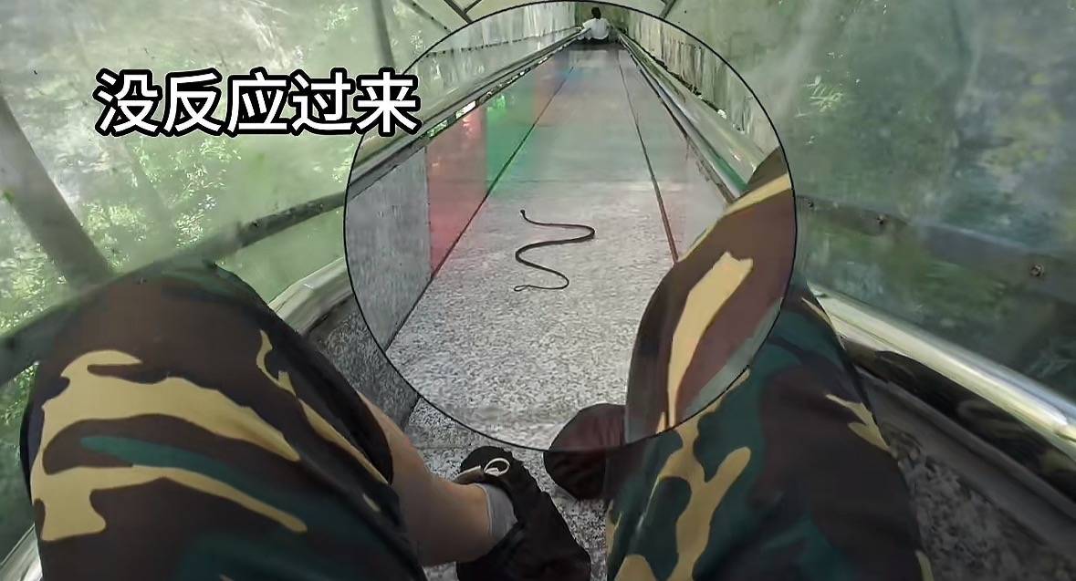 游客称在广西丹炉山滑道遇蛇<strong></p>
<p>王府井股票</strong>,景区致歉:这么多年就这一次,每年都做防蛇处理