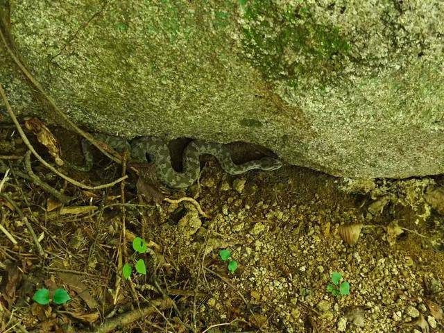 青岛大叔挖水沟发现一窝尖头毒蛇<strong></p>
<p>福耀玻璃股票</strong>,专家:系本地红脖颈槽蛇,毒性弱咬伤概率低