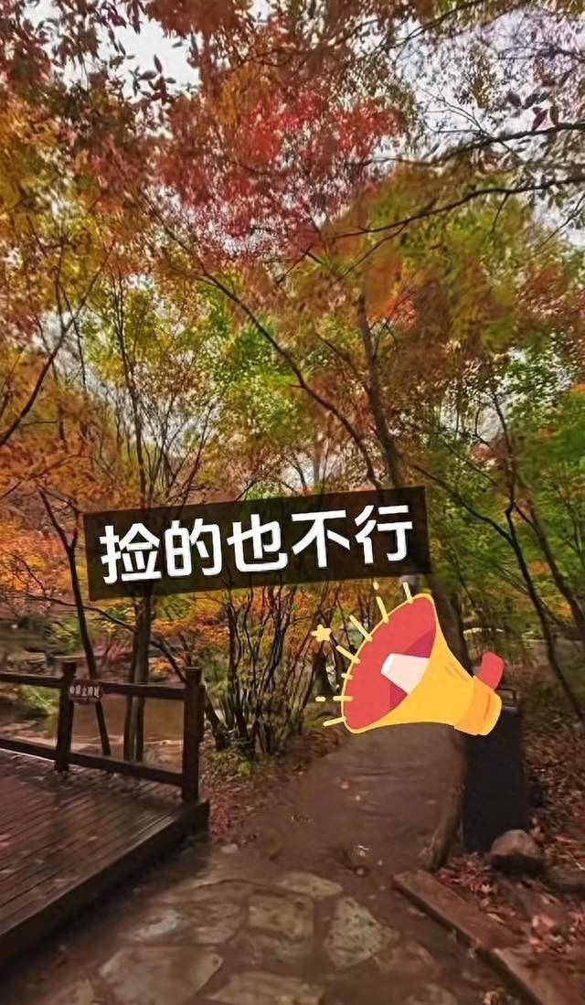 辽宁一景区禁止游客捡枫叶<strong></p>
<p>福耀玻璃股票</strong>,手持枫叶也不行,工作人员:为保护自然环境