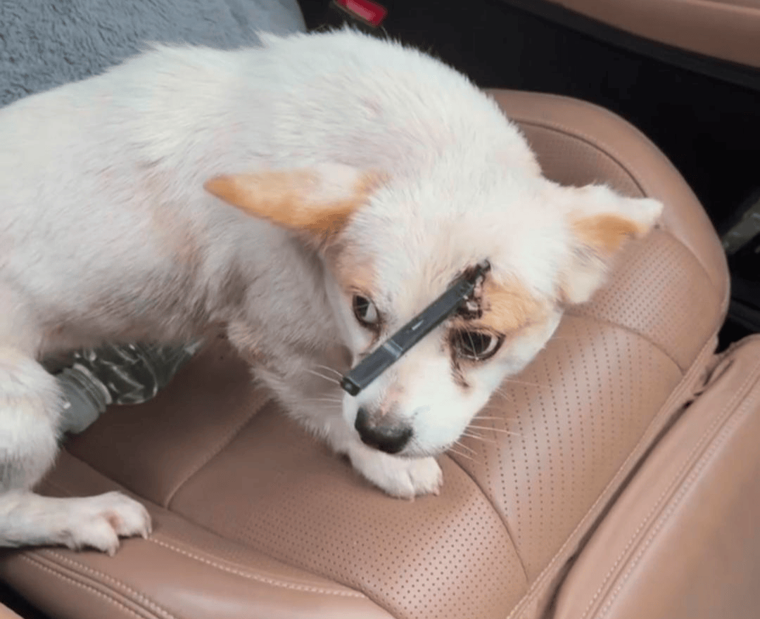 教育局回应“一教师用弓箭射杀小狗”：不实<strong></p>
<p>福耀玻璃股票</strong>，小狗进学校前就被射伤