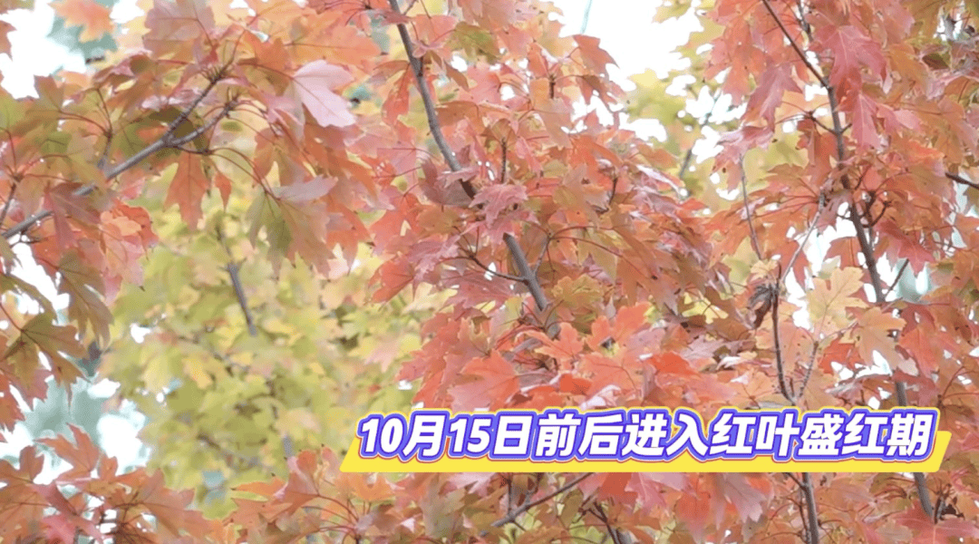 北京将迎新一轮秋雨<strong></p>
<p>宁波银行股票</strong>，赏红期预告来了！