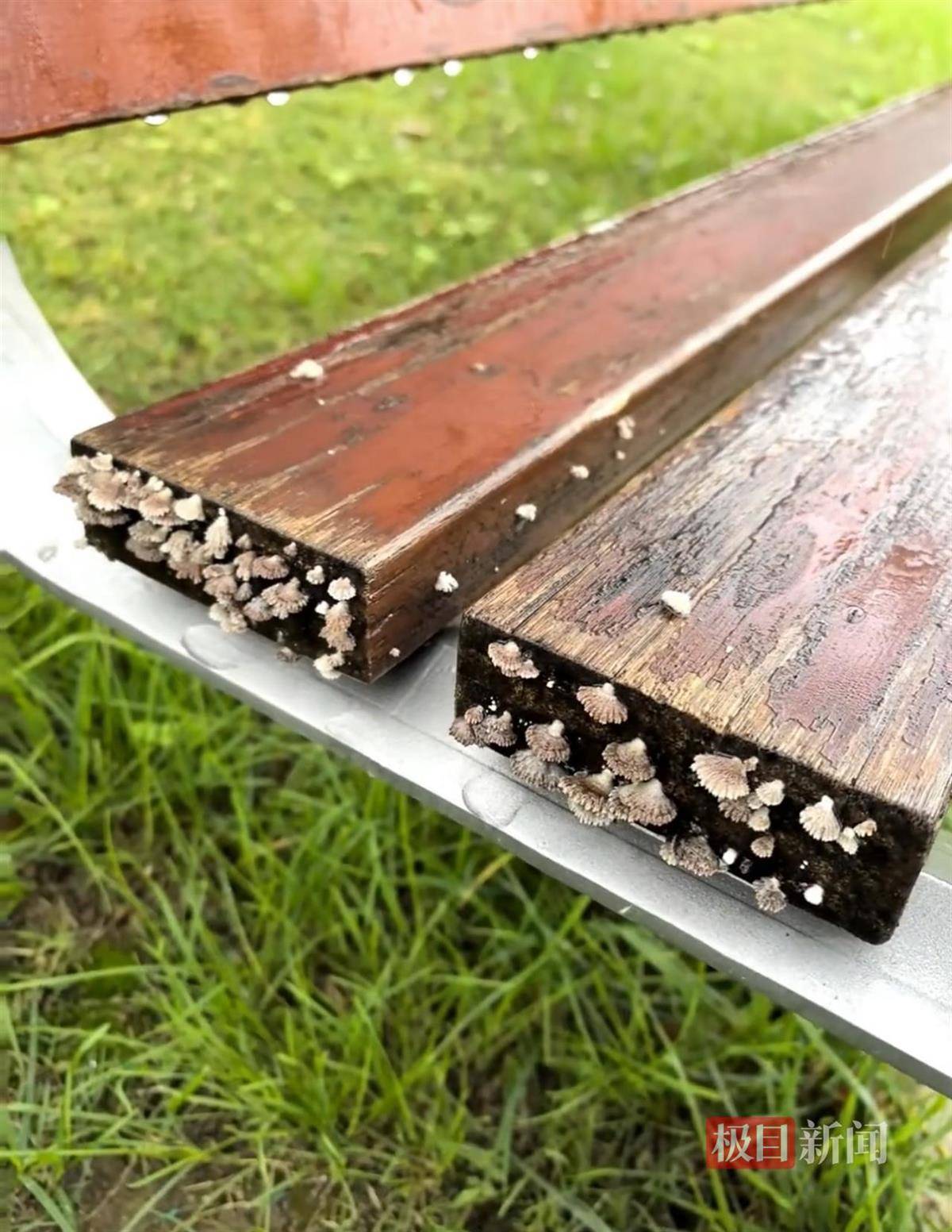 西安连续一个多月降雨遍地长蘑菇<strong></p>
<p>宁波银行股票</strong>,大雁塔受潮,城墙布满青苔,气象局解释成因