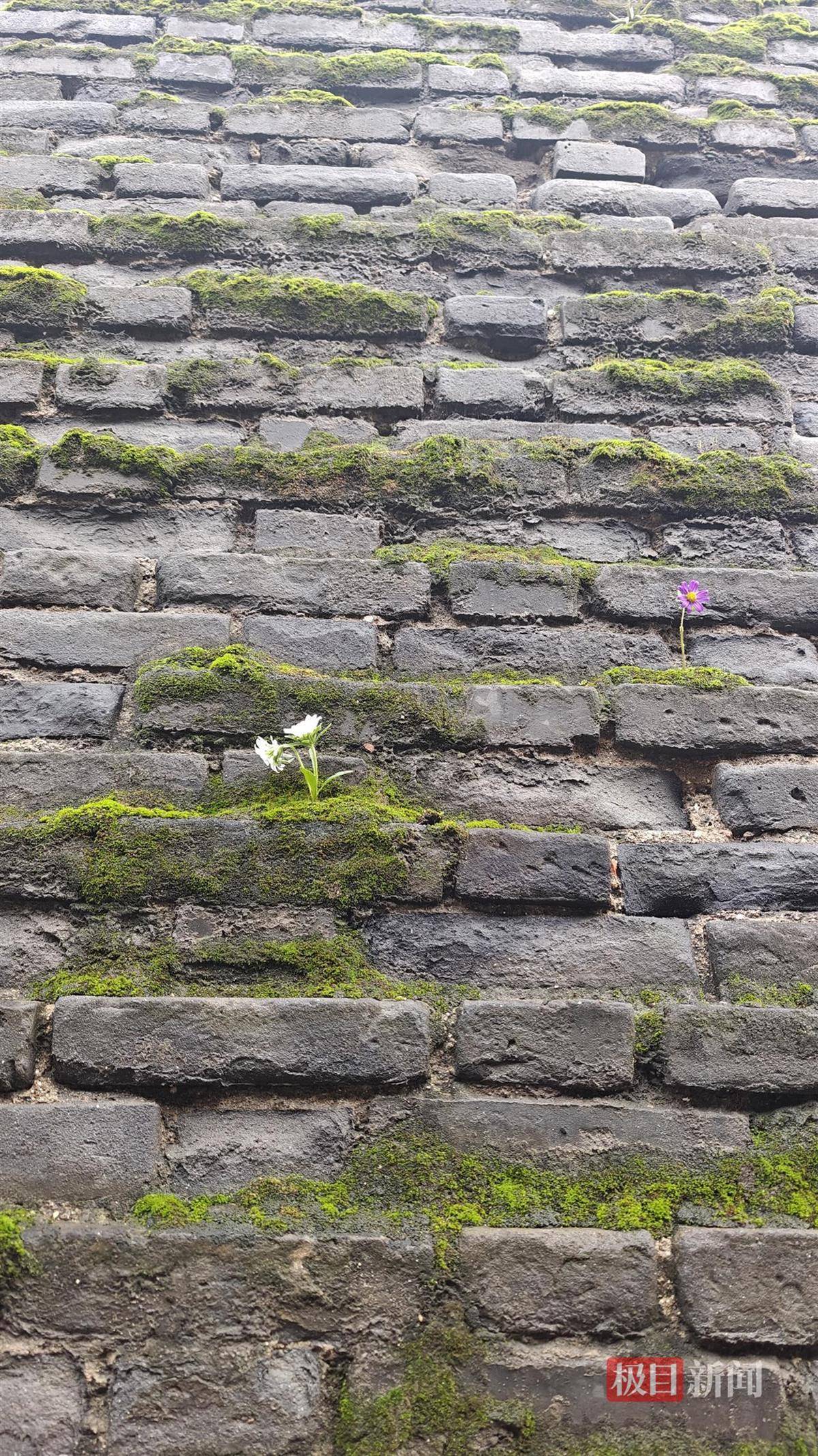 西安连续一个多月降雨遍地长蘑菇<strong></p>
<p>宁波银行股票</strong>,大雁塔受潮,城墙布满青苔,气象局解释成因