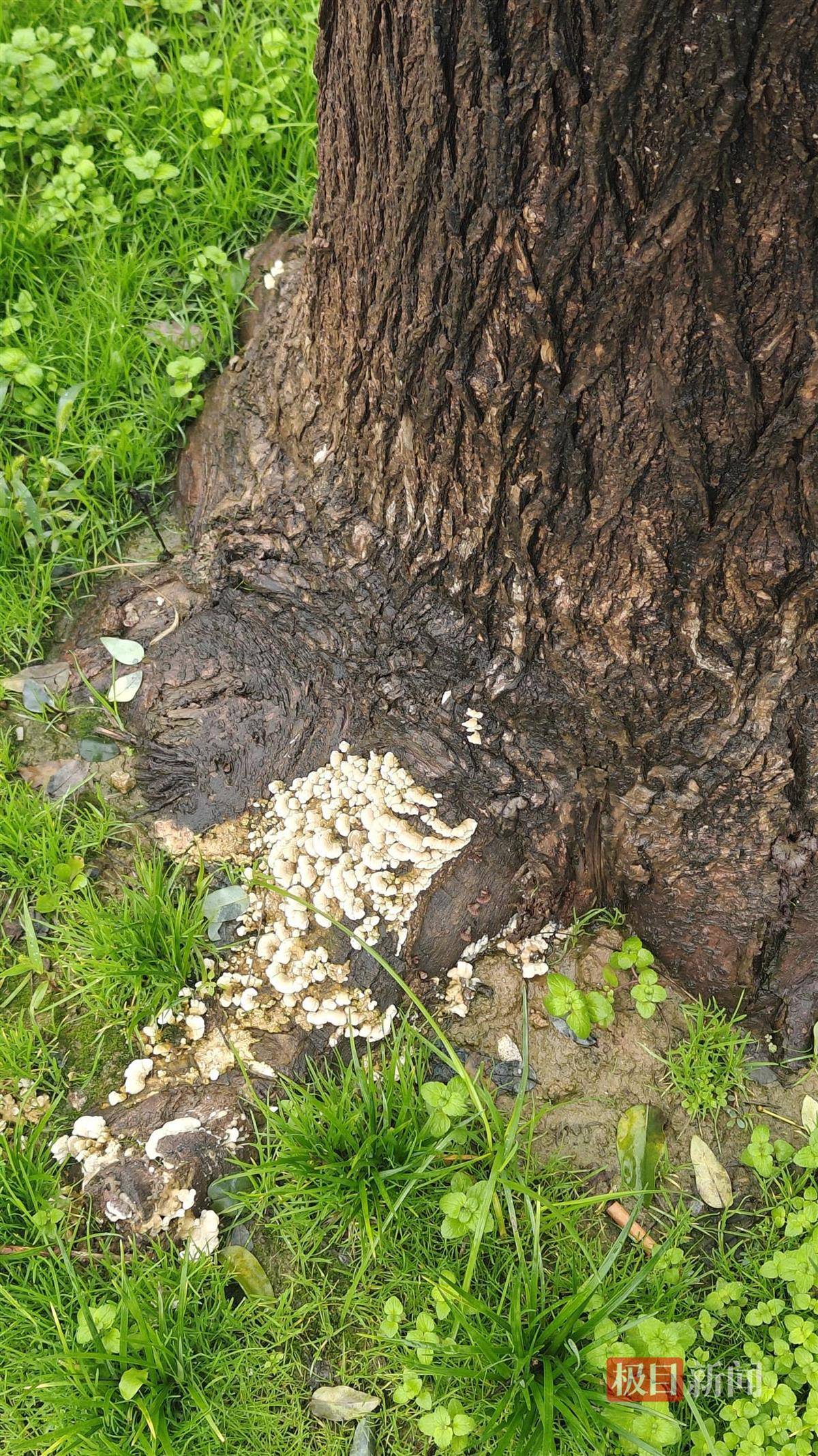 西安连续一个多月降雨遍地长蘑菇<strong></p>
<p>宁波银行股票</strong>,大雁塔受潮,城墙布满青苔,气象局解释成因