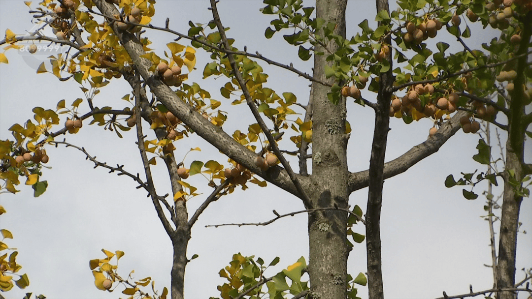 不要捡<strong></p>
<p>宁波银行股票</strong>！不要吃！昆明街头正大量出现……