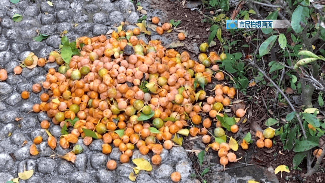 不要捡<strong></p>
<p>宁波银行股票</strong>！不要吃！昆明街头正大量出现……