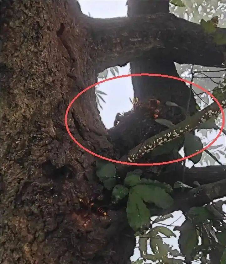 4名游客景区内遭马蜂袭击<strong></p>
<p>宁波银行股票</strong>,旅游度假区:是森林公园不卖门票,蜇伤先就医后提供证据投诉