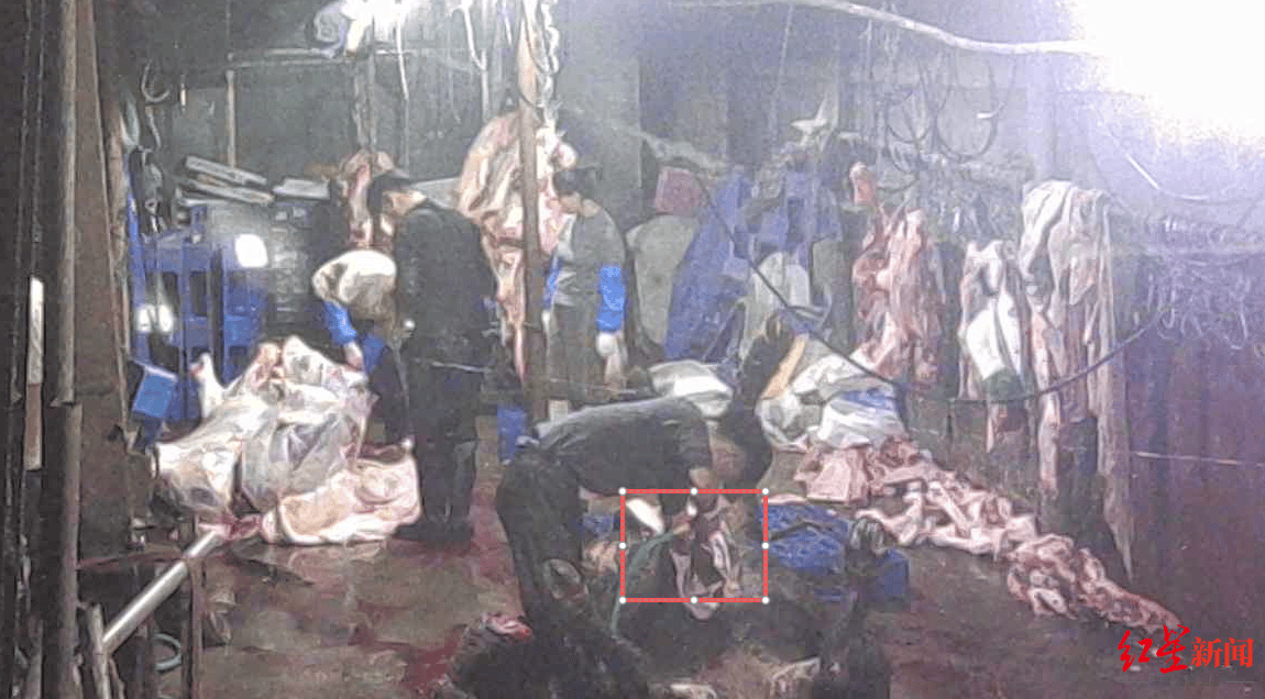 注水牛肉调查:屠宰场藏身农家院<strong></p>
<p>金安国纪股票</strong>,深夜切开牛胸注水数分钟,牛肉连夜送批发市场
