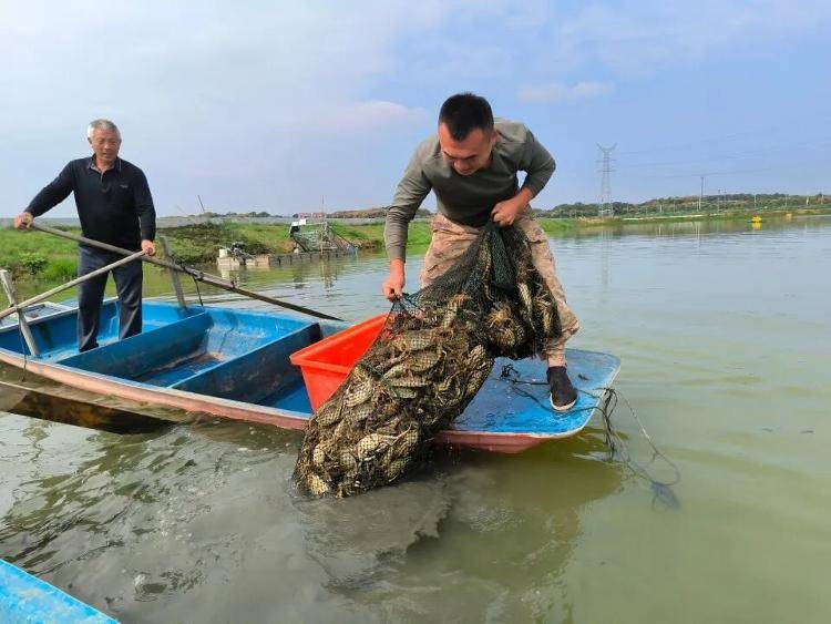 武汉江夏一地大闸蟹大量上市<strong></p>
<p>华友钴业股票</strong>，日产1000斤当天售完，每只螃蟹有自己的“身份证”，吃深海小黄鱼长大