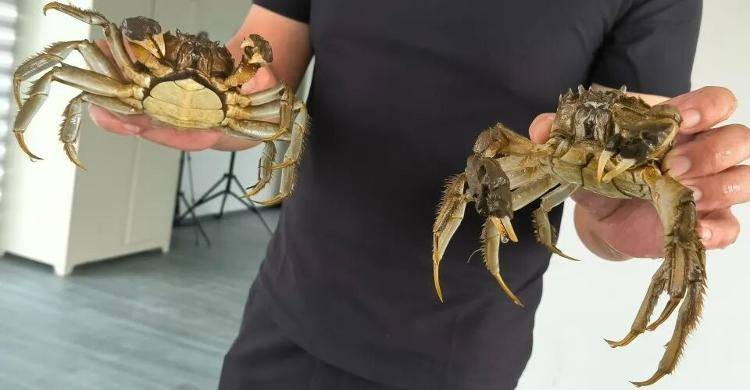 武汉江夏一地大闸蟹大量上市<strong></p>
<p>华友钴业股票</strong>，日产1000斤当天售完，每只螃蟹有自己的“身份证”，吃深海小黄鱼长大