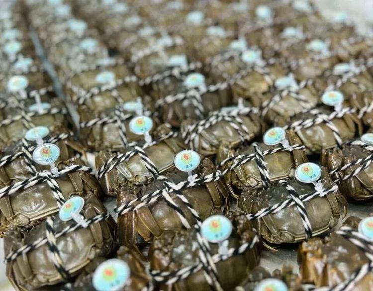 武汉江夏一地大闸蟹大量上市<strong></p>
<p>华友钴业股票</strong>，日产1000斤当天售完，每只螃蟹有自己的“身份证”，吃深海小黄鱼长大