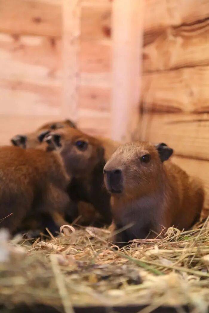 出生1小时就能独立行走<strong></p>
<p>赛为智能股票</strong>，济南动物园“果果”和“豚豚”的4只新生幼崽，周末和市民见面