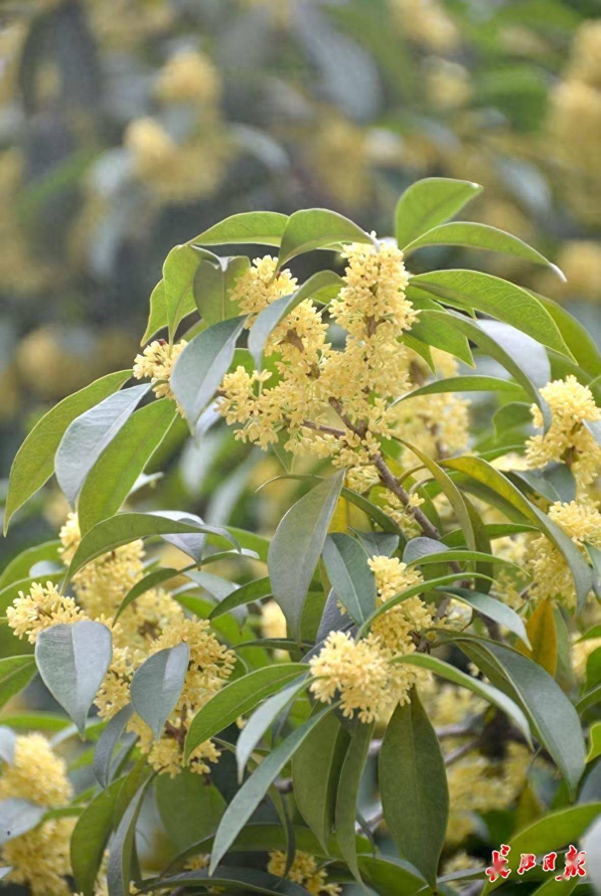 网友：为什么武汉的空气是甜的<strong></p>
<p>赛为智能股票</strong>？武汉人：因为秋天来了啊