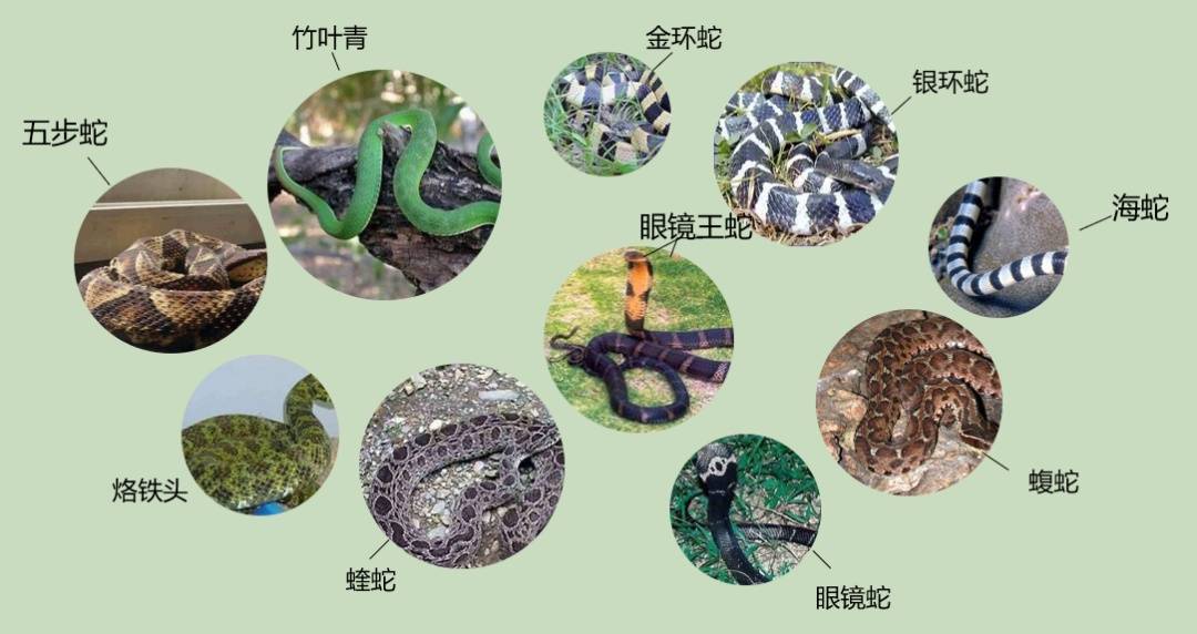 女子半夜上厕所<strong></p>
<p>贝因美股票</strong>,马桶里突然窜出一条蛇!