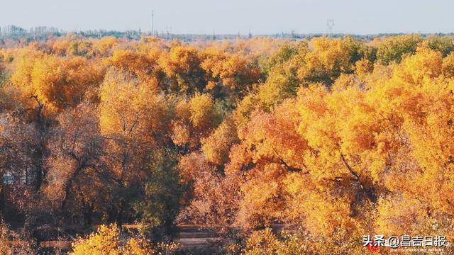 金秋10月昌吉胡杨林进入最佳观赏期