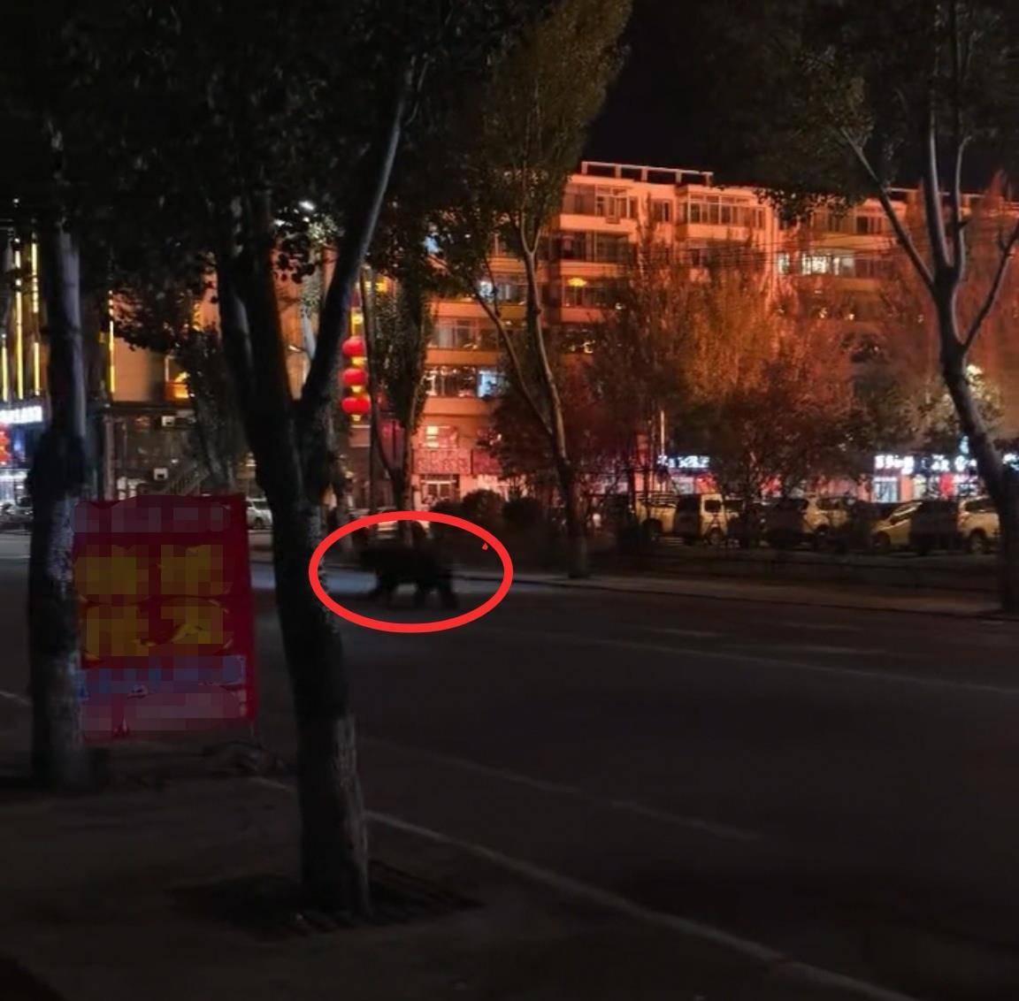 大黑熊夜里独闯黑龙江一县城闹市区<strong></p>
<p>海澜之家股票</strong>,警方连开10多枪击毙,回应为何没用麻醉枪