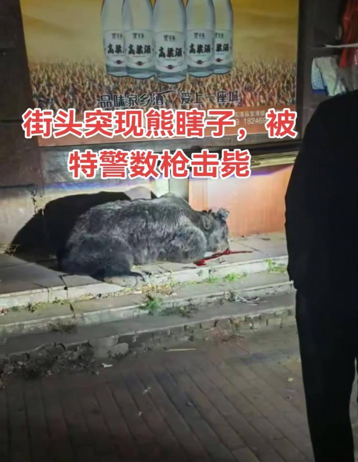 大黑熊夜里独闯黑龙江一县城闹市区<strong></p>
<p>海澜之家股票</strong>,警方连开10多枪击毙,回应为何没用麻醉枪