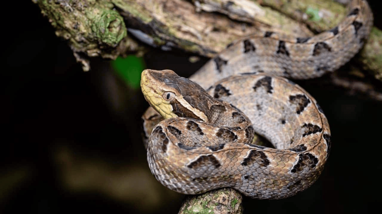 泰国女子在ATM机取钱<strong></p>
<p>君正集团股票</strong>,取款口突然窜出一条蛇