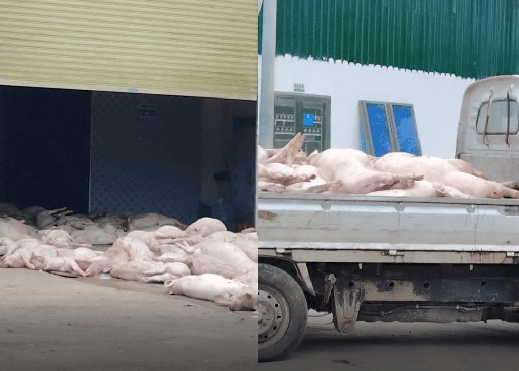 广东一食品企业出现大量死猪事件追踪：公安部门介入侦办<strong></p>
<p>昆仑万维股票</strong>，企业负责人被控制