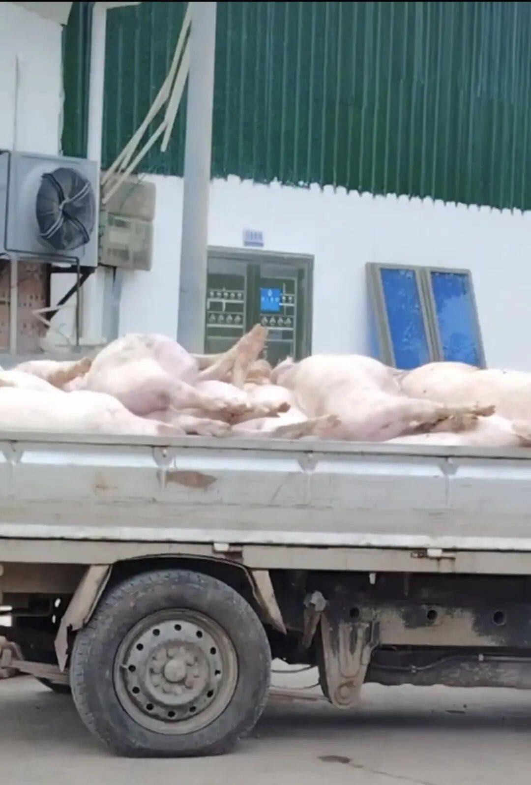 广东一肉联公司门口堆满死猪<strong></p>
<p>延华智能股票</strong>,官方:7人被控制