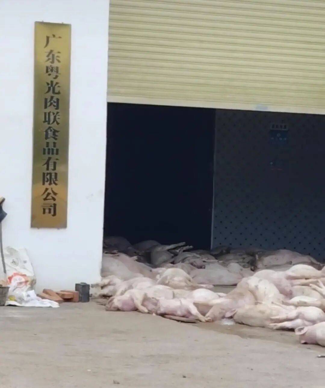 广东一肉联公司门口堆满死猪<strong></p>
<p>延华智能股票</strong>,官方:7人被控制